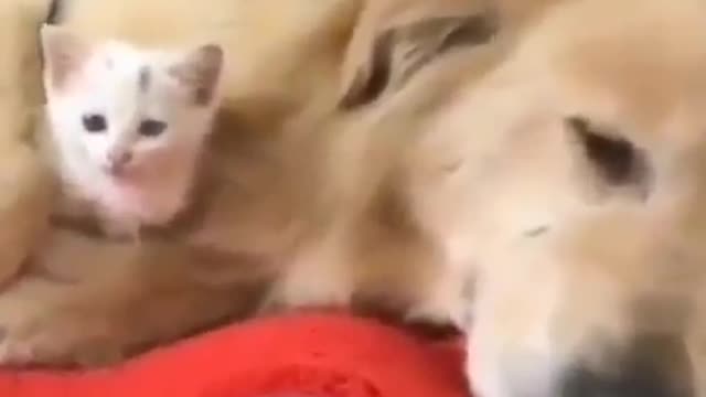 This dog found a stray cat.. Look what he did to here... 😍😍😎😎