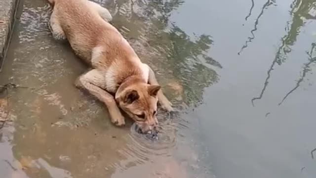 Dog swimming