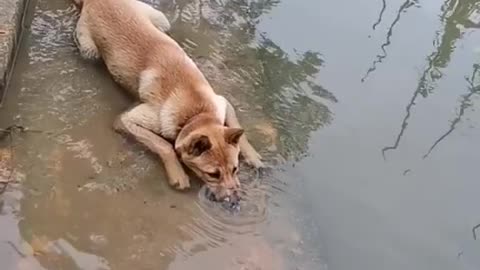 Dog swimming