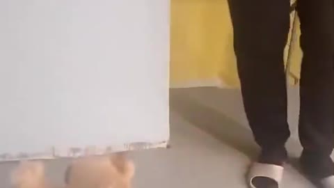 When the owner came back, the puppy wanted to hide around the corner to scare him