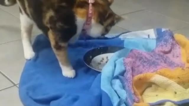 Silly cat burying her food