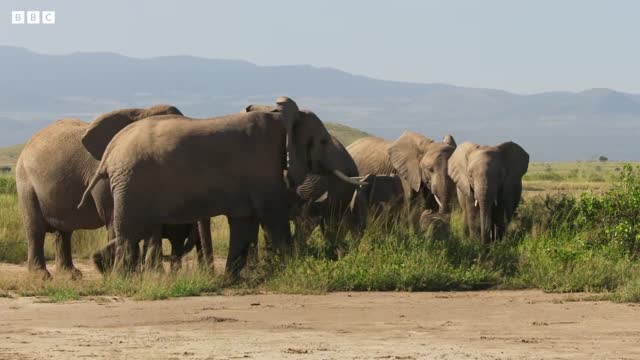 Elephant Twins Escape Battling Bulls | Dynasties II | BBC Earth