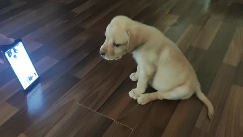 puppy reacting to dog barking