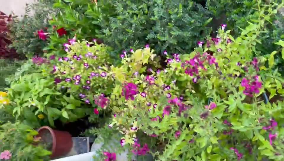 Lovely plants