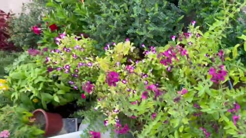 Lovely plants