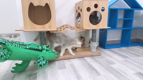 Funny Animal video