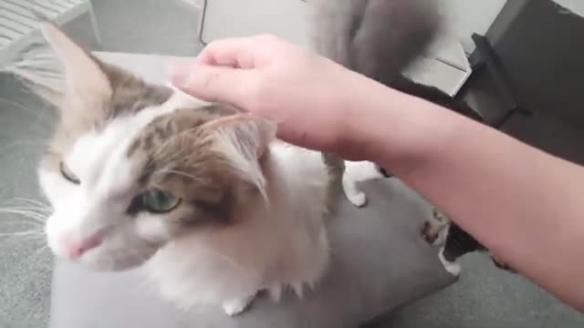 When you come closer I'll tell you, human