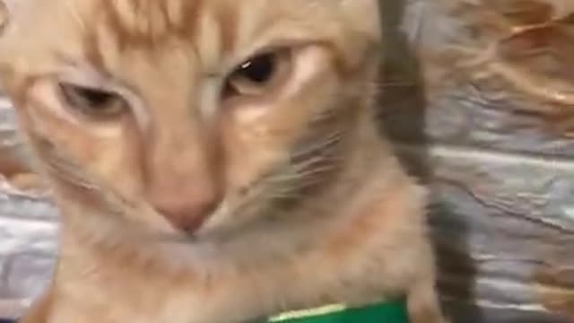 Funniest Animals - Best Of The 2021 Funny Animal Videos #Shorts#Pets