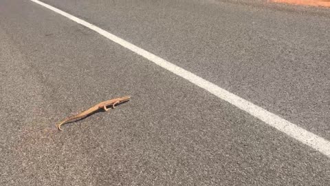 The lizard I met in Ululu.