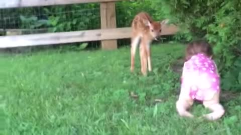 Fawn playing with baby girl