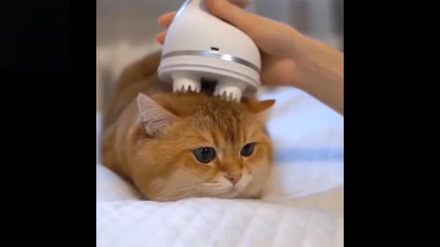 Funny and cute animals (8)