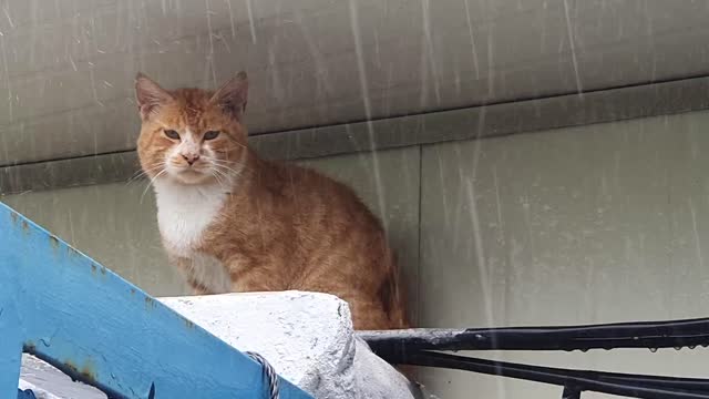 cute cat avoiding the rain