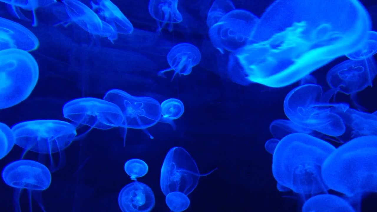 Jellyfish Tank Water in Blue water