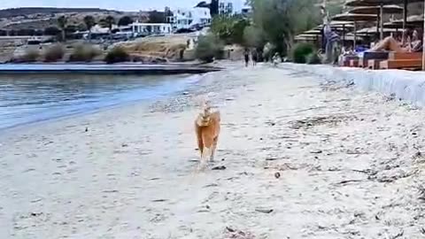 Cat on the beach