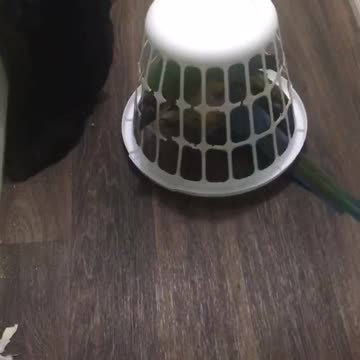 Sam the Parrot gets stuck underneath basket