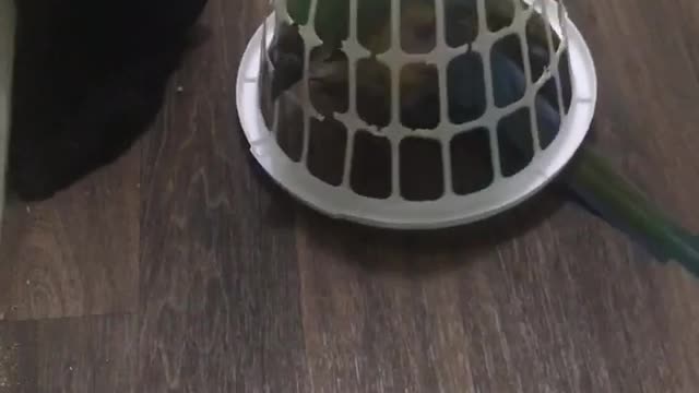 Sam the Parrot gets stuck underneath basket