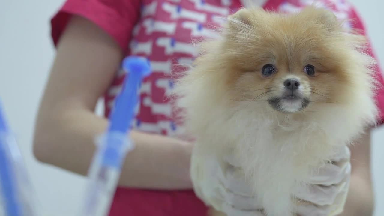 Hands of unrecognizable vet holding small fluffy dog pomeranian spitz in the background of syringe