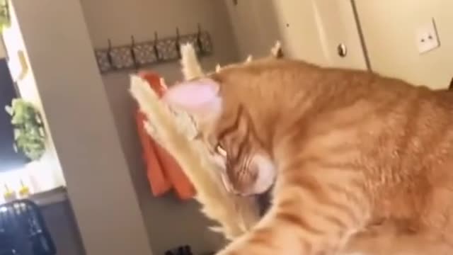 The cat in her best beautiful moments in my house