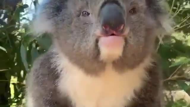 koala communiation