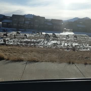 Hundreds of Elk Roaming Around in Colorado