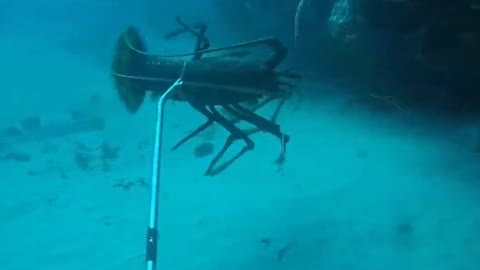 Amazing catch big lobsters underwater