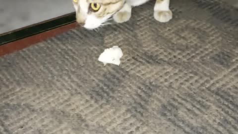 Cat eating some cookies