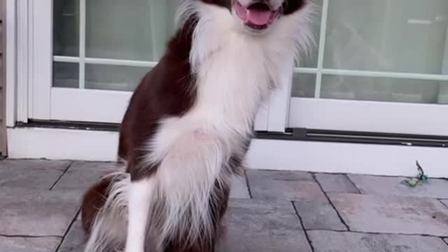 Wait for End 🐕🐶cute dog