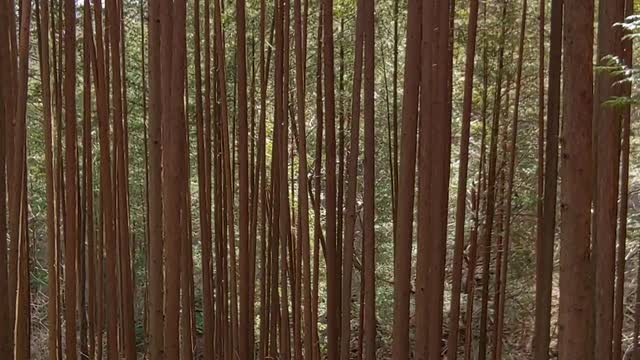 Cypress Tree Forest in Korea