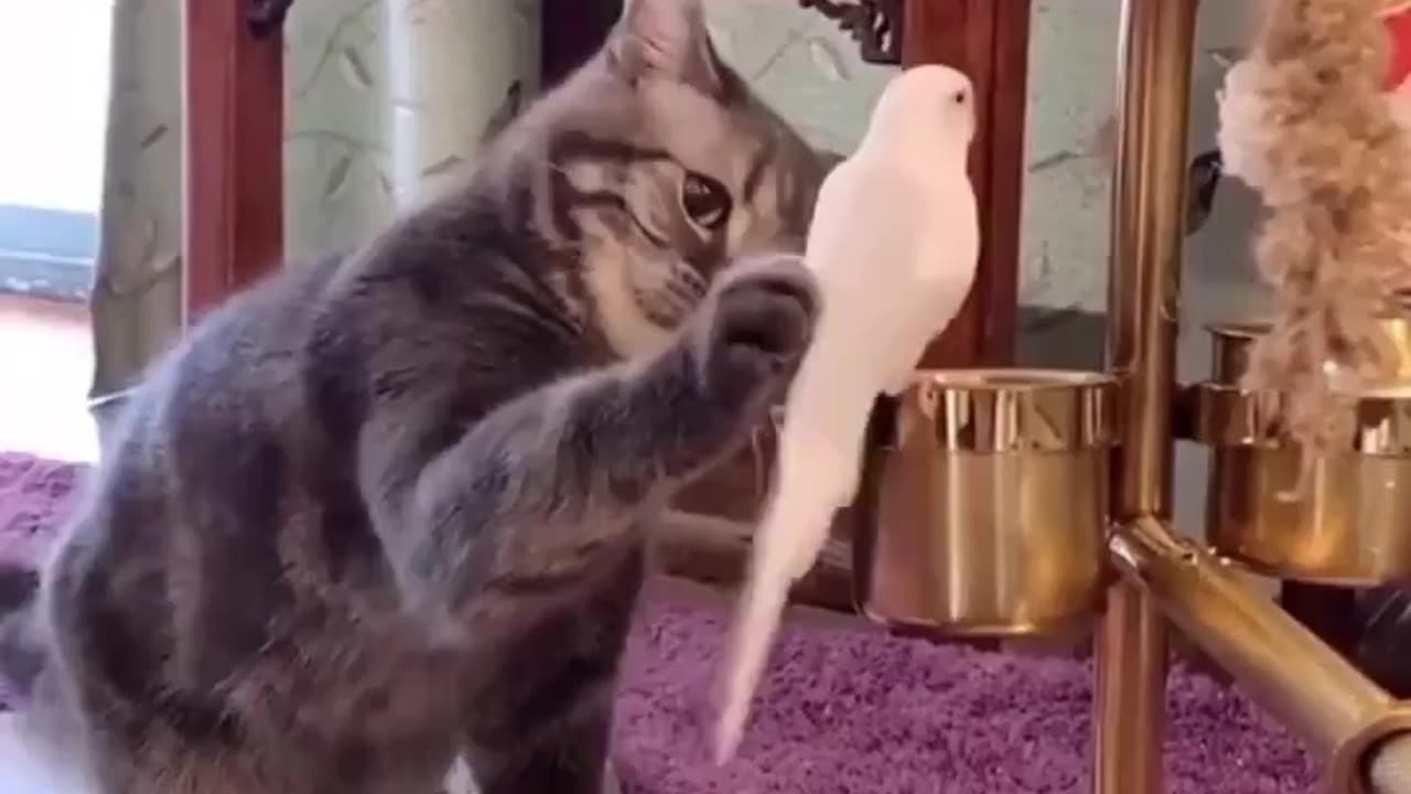 What do you think this cat is thinking?😀