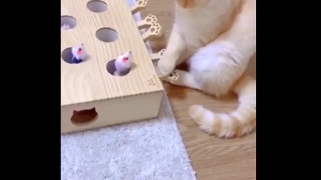 Funny cat video for entertainment