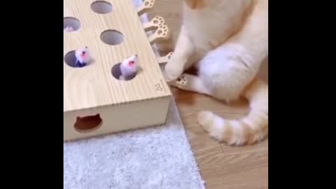 Funny cat video for entertainment