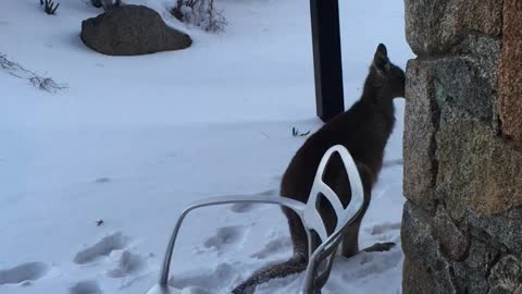 Kangaroo in the snow