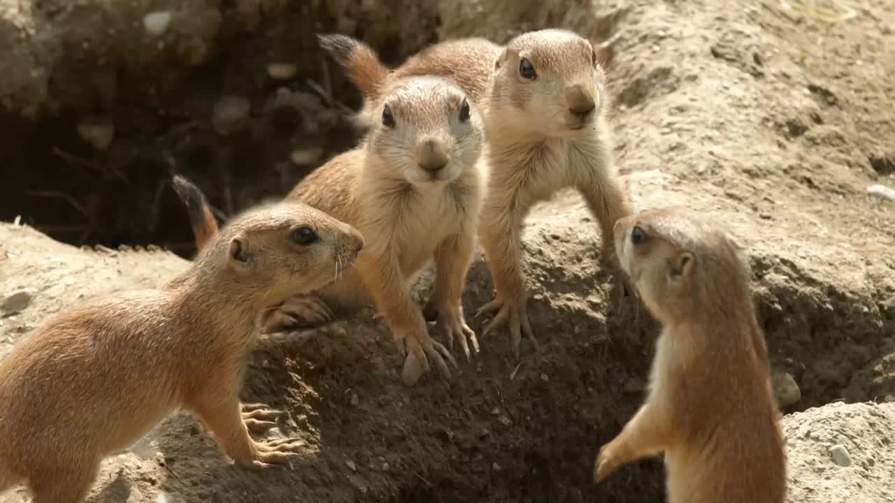 Animals sing the song