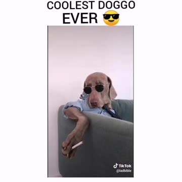 Doggo imitating his humans!