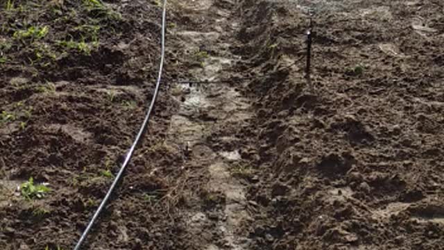 coriander plantation in Brazil