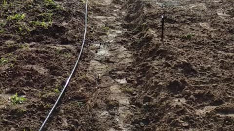 coriander plantation in Brazil