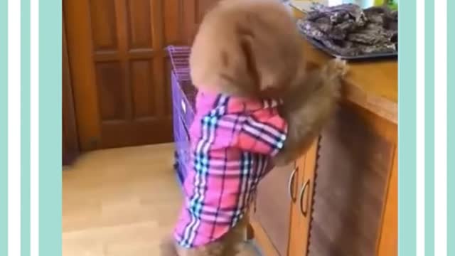 ####Cute and Funny Dogs Videos Compilation 03short.mp4##