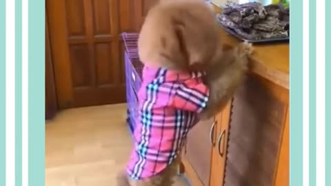 ####Cute and Funny Dogs Videos Compilation 03short.mp4##