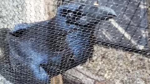 Black raven mimicking person saying hi