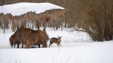 European roe deer (Capreolus capreolus) in the winter forest