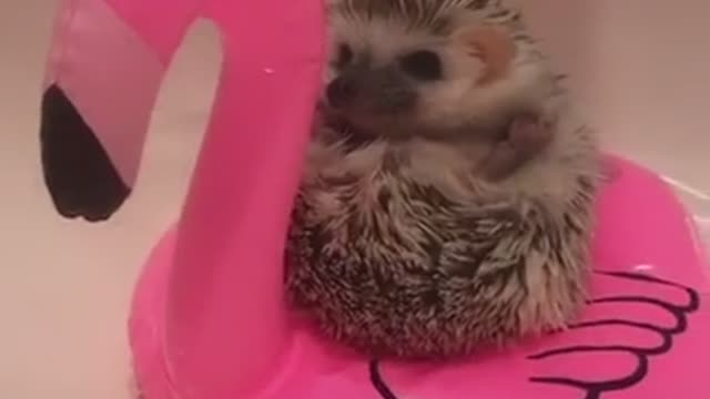 wildanimalsdoingthings - (Ig Charlogram_) #hedgehog #animals #fyp #funny #CozyLittleChristmas