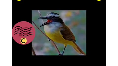 well bird i saw you