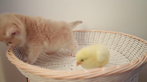 Kitten and chicken playing together