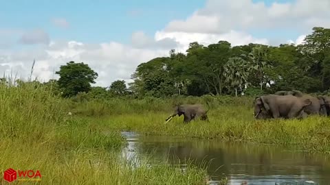 Amazing Elephant Save Baby Elephant from