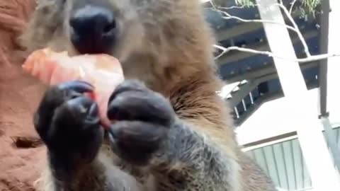 Snack time is the best time 🤩 Tag someone who'd love this happy quokka😊