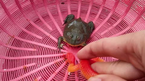 The little frog went, went, went