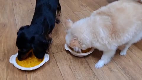 Healthy pumpkin porridge mukbang.