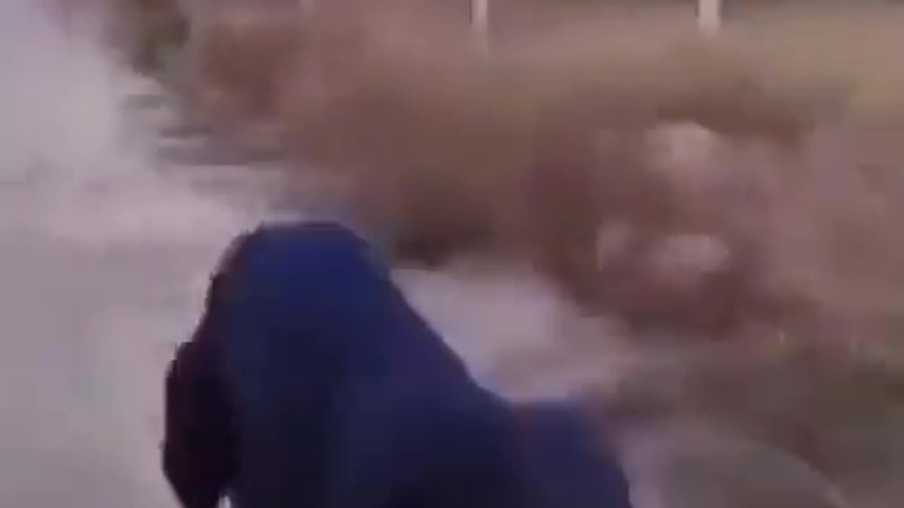 Watch how fast this dog can run