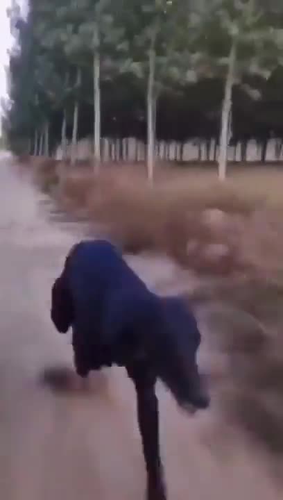 Watch how fast this dog can run