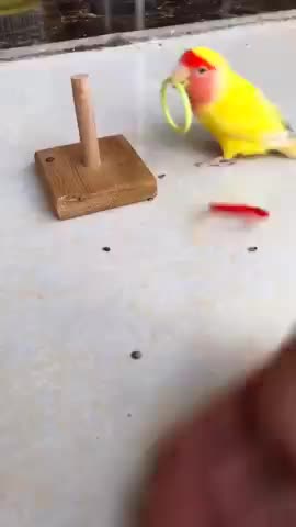 AWW CUTIEST FUNNY PARROT VIDEOS